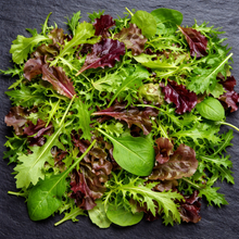 Mixed mesclun 'French Salads' on organic ribbon