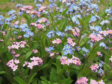 Woodland forget-me-not mix