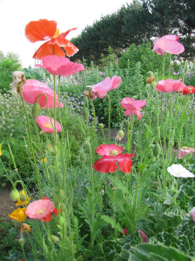 Flemish poppy mix