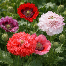 Organic poppy seed mix