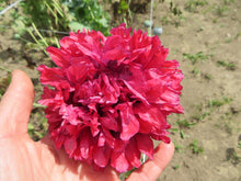 Poppy Mixture, Sleeping Aid