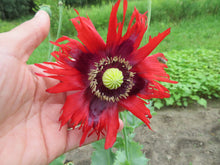 Poppy Mixture, Sleeping Aid