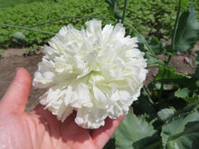 Poppy Mixture, Sleeping Aid