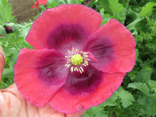 Poppy Mixture, Sleeping Aid