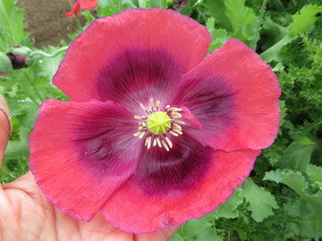 Mélange de pavots Somnifère
