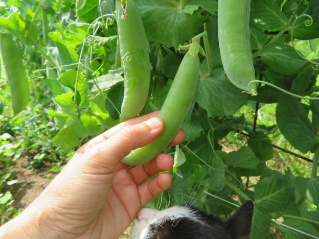 Shelling pea mix