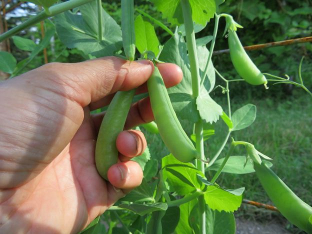 Mixture of crunchy peas