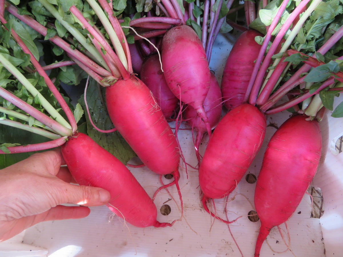 'Daikon' radish mix