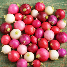 Mélange de radis 'Easter Egg' bio