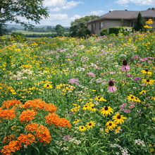 Native Seed Mix for Septic Bed