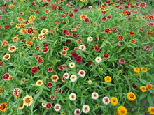 'Jazzy' Zinnia Mix