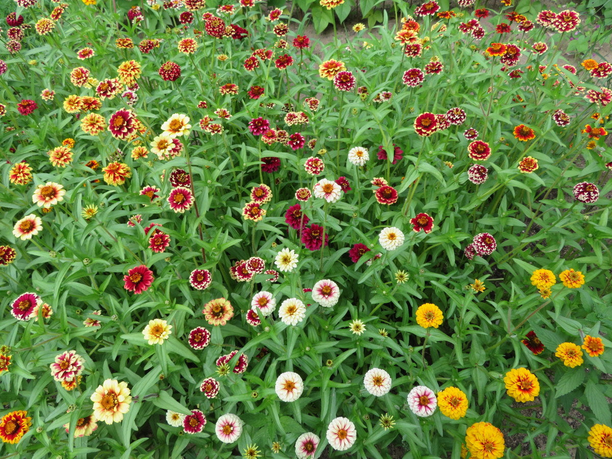 'Jazzy' Zinnia Mix