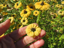 Zinnia 'From Peru' Mix