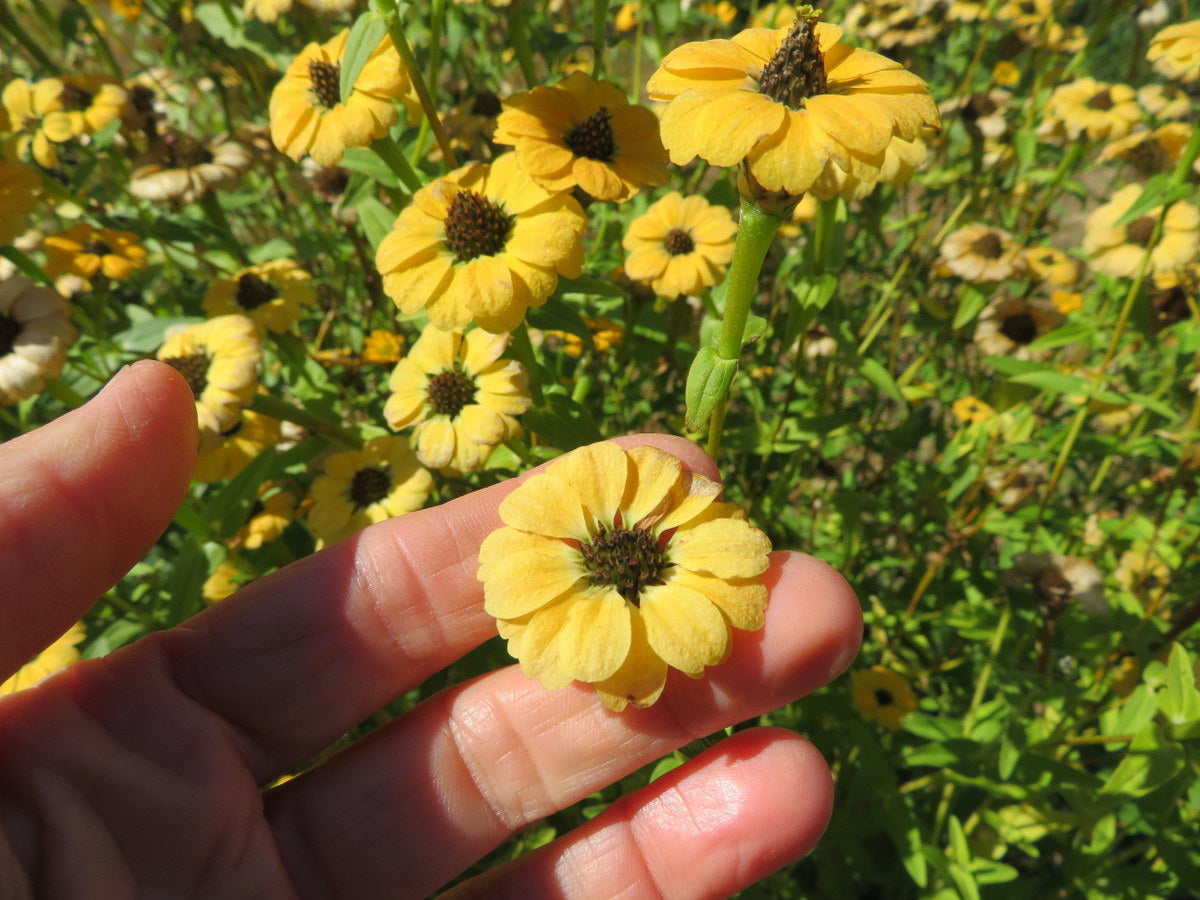 Zinnia 'From Peru' Mix