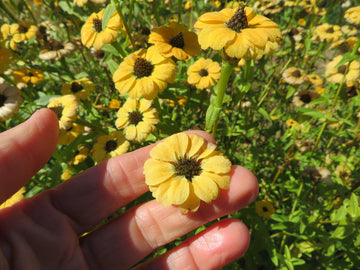 Mélange de zinnia 'Du Pérou'