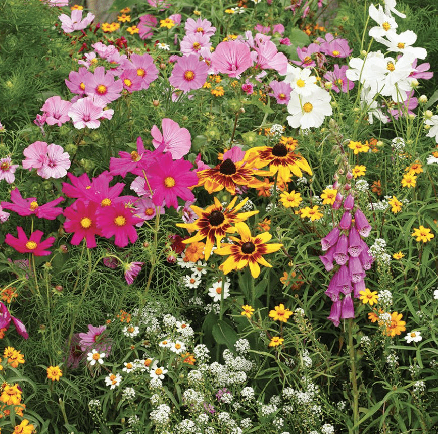 Organic 'Wildflower Cottage Garden Mix'