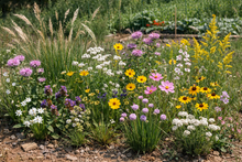 Mélange de fleurs sauvages pour prairie en sol sec.