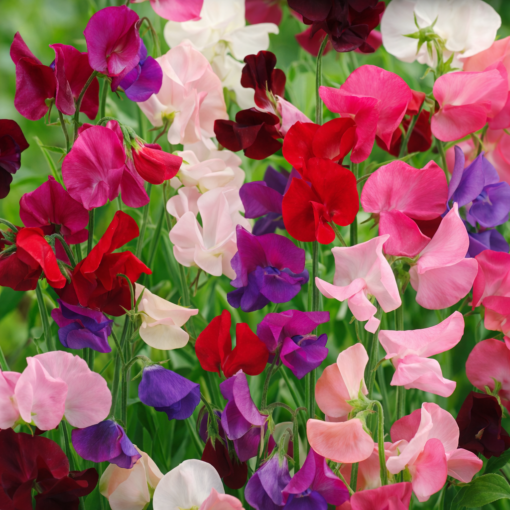 'Spencer' Sweet Pea Mix
