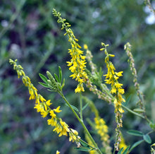 Yellow Sweet Clover