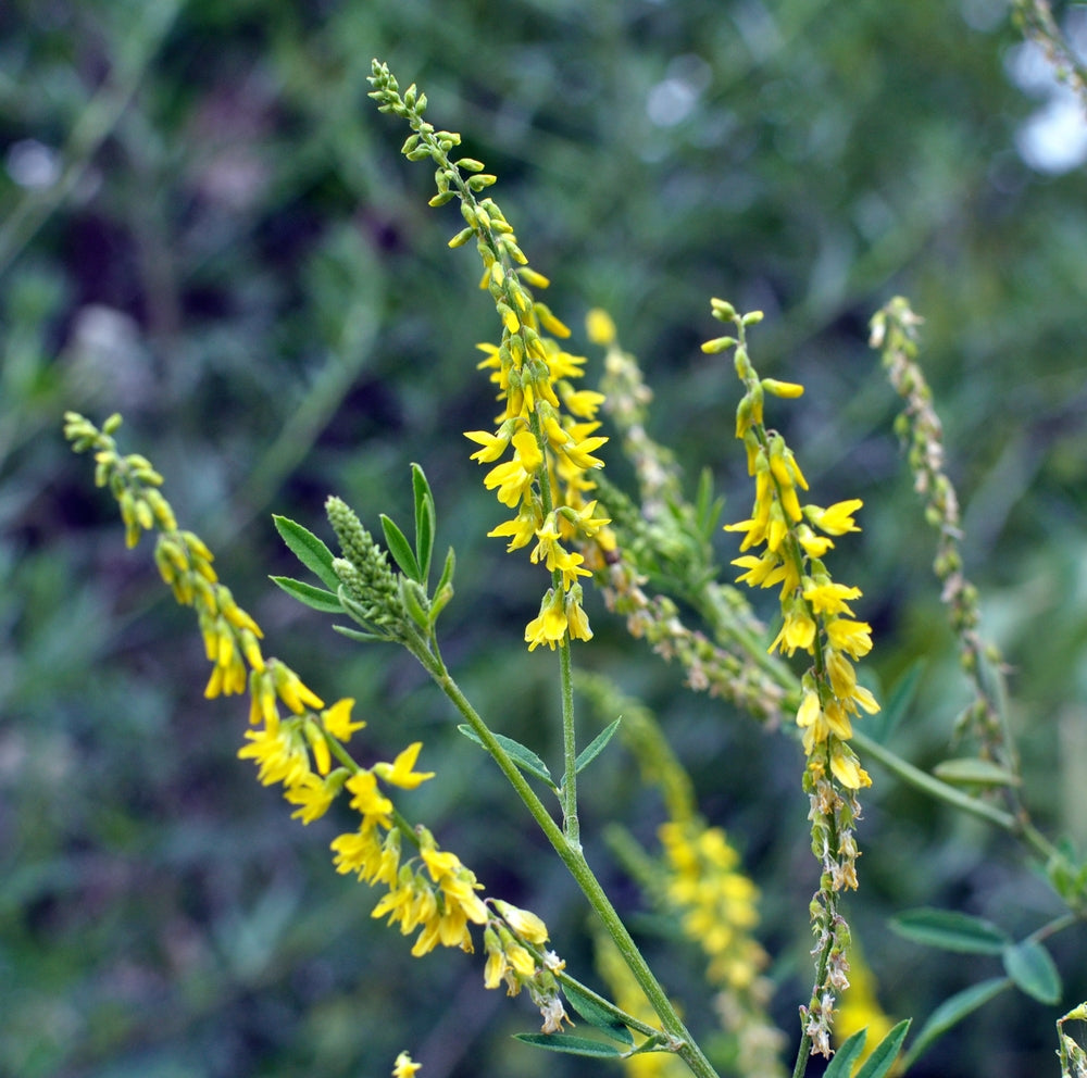 Yellow Sweet Clover