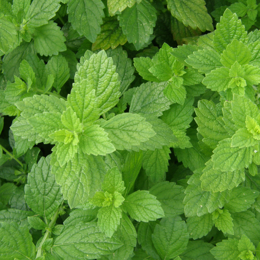 Mélisse officinale bio