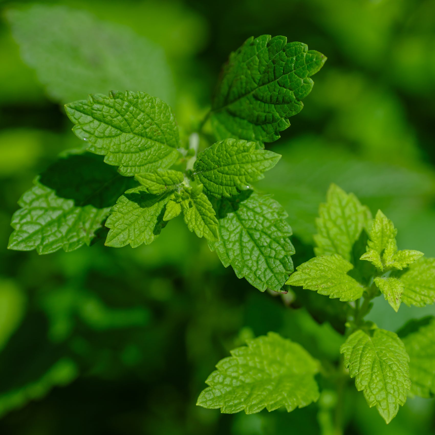 Lemon Balm 'Mandarin'