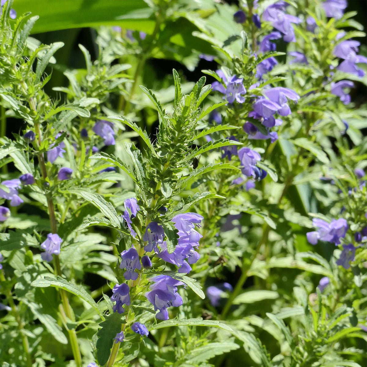 Mélisse de Moldavie. Fleurs bleu violacé parmi le feuillage vert de mélisse de Moldavie. Le cadrage permet de voir les formes, les couleurs et les détails du sujet représenté. Les contours se détachent du fond de l’image, avec des différences de teinte et de texture visibles sur les surfaces. Cette vue accompagne la présentation du produit dans la boutique.