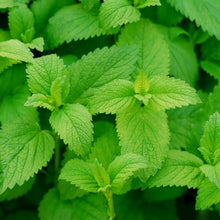 Mélisse citronnée