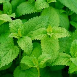 Lemon balm