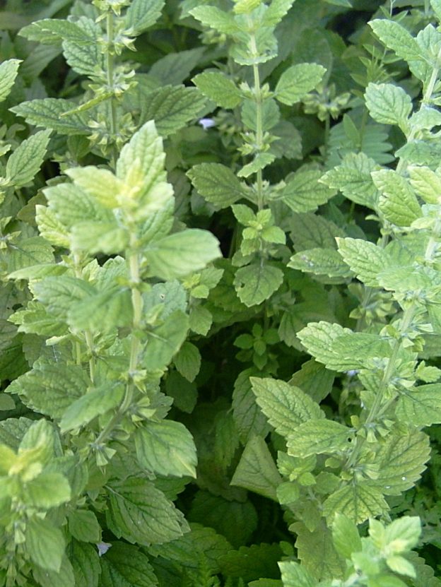 Mélisse officinale (<em>Melissa officinalis</em>)