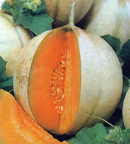 Semences Melon cantaloup 'Charentais' (Cucumis melo var.