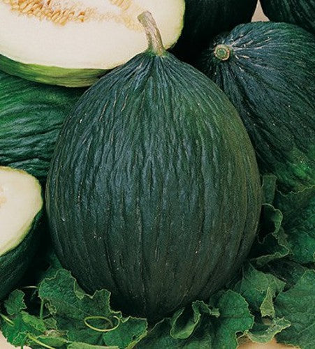 Napoletano Verde Melon. Napoletano Verde is grown for its characteristic green flesh.