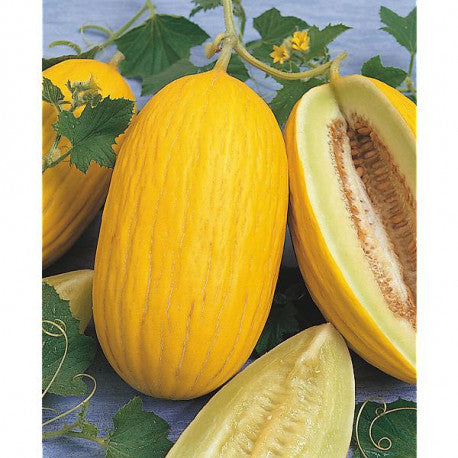 Siciliano Yellow Melon: Siciliano is a traditional southern Italian melon with a golden rind and cream-white flesh with a delicate flavour.
