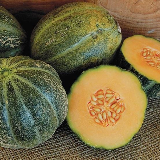 Organic 'Emerald Gem' Melon