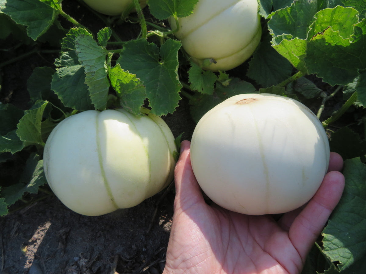 Melon 'Kiku Chrysanthemum'