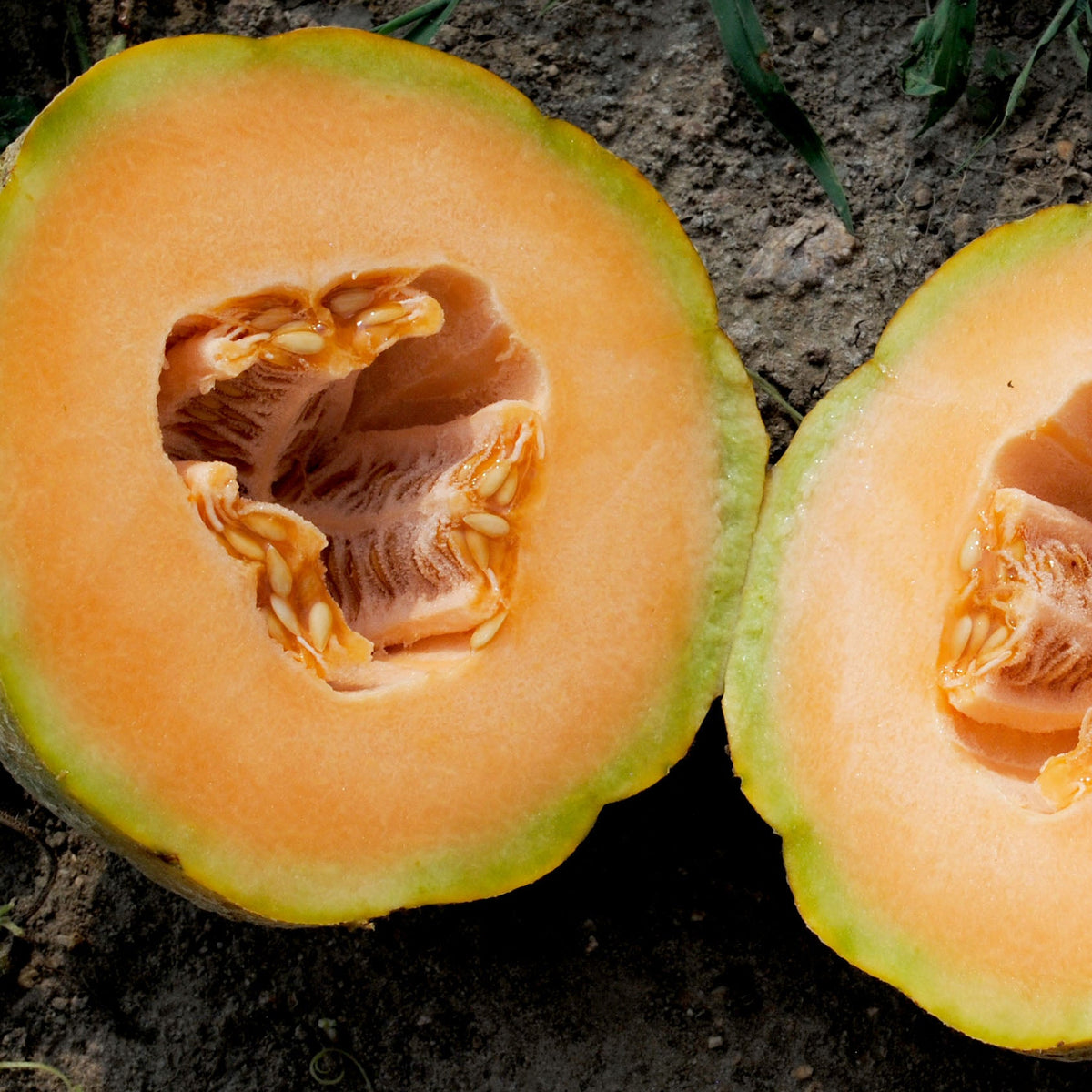 Organic 'PMR Delicious 51' Melon