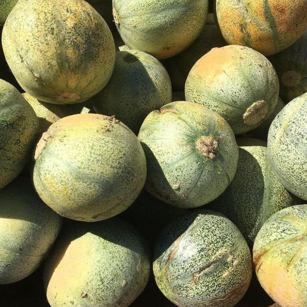 Organic 'Petit Gris de Rennes' Melon