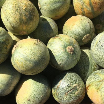 Melon 'Petit Gris de Rennes' bio