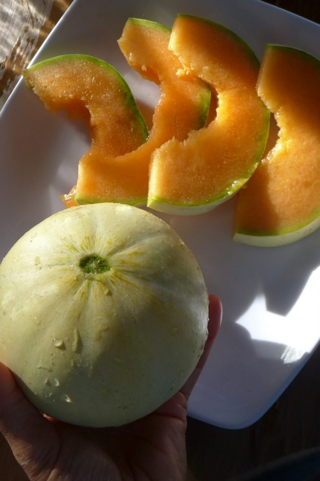 Melon 'Early Rock'