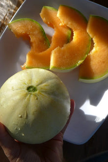 Melon 'Early Rock'