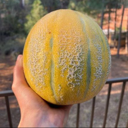 Organic 'Sweet Granite' Melon