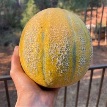 Melon 'Sweet Granite' bio