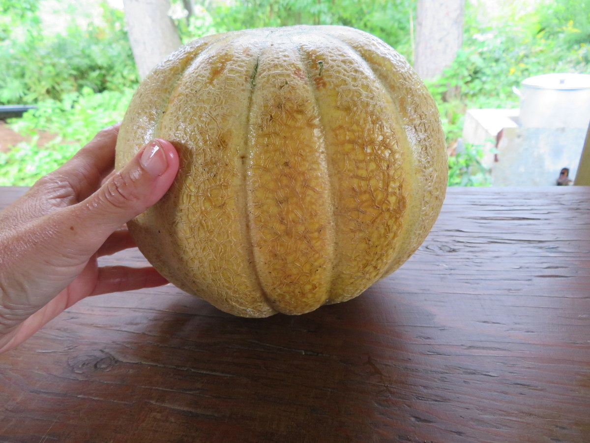 Melon 'Tip Top'