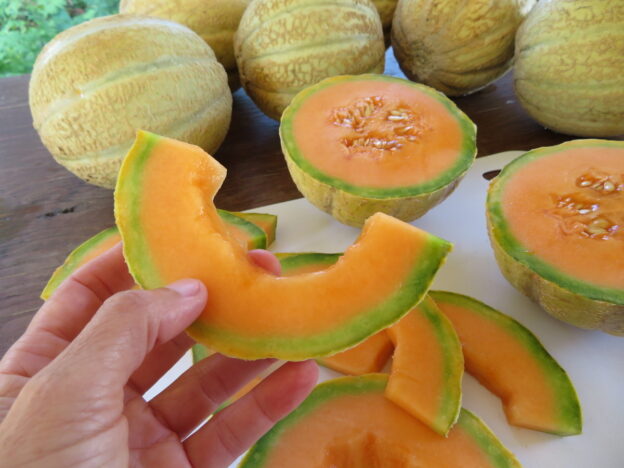 'Trifecta' Melon