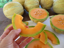'Trifecta' Melon