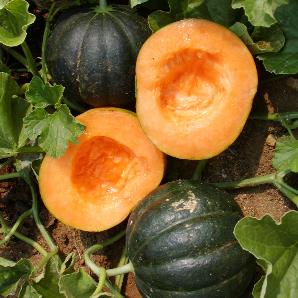 Melon Noir des Carmes. Melons à écorce sombre, coupés sur une chair orange. Le cadrage permet de voir les formes, les couleurs et les détails du sujet représenté. Les contours se détachent du fond de l’image, avec des différences de teinte et de texture visibles sur les surfaces. Cette vue accompagne la présentation du produit dans la boutique.