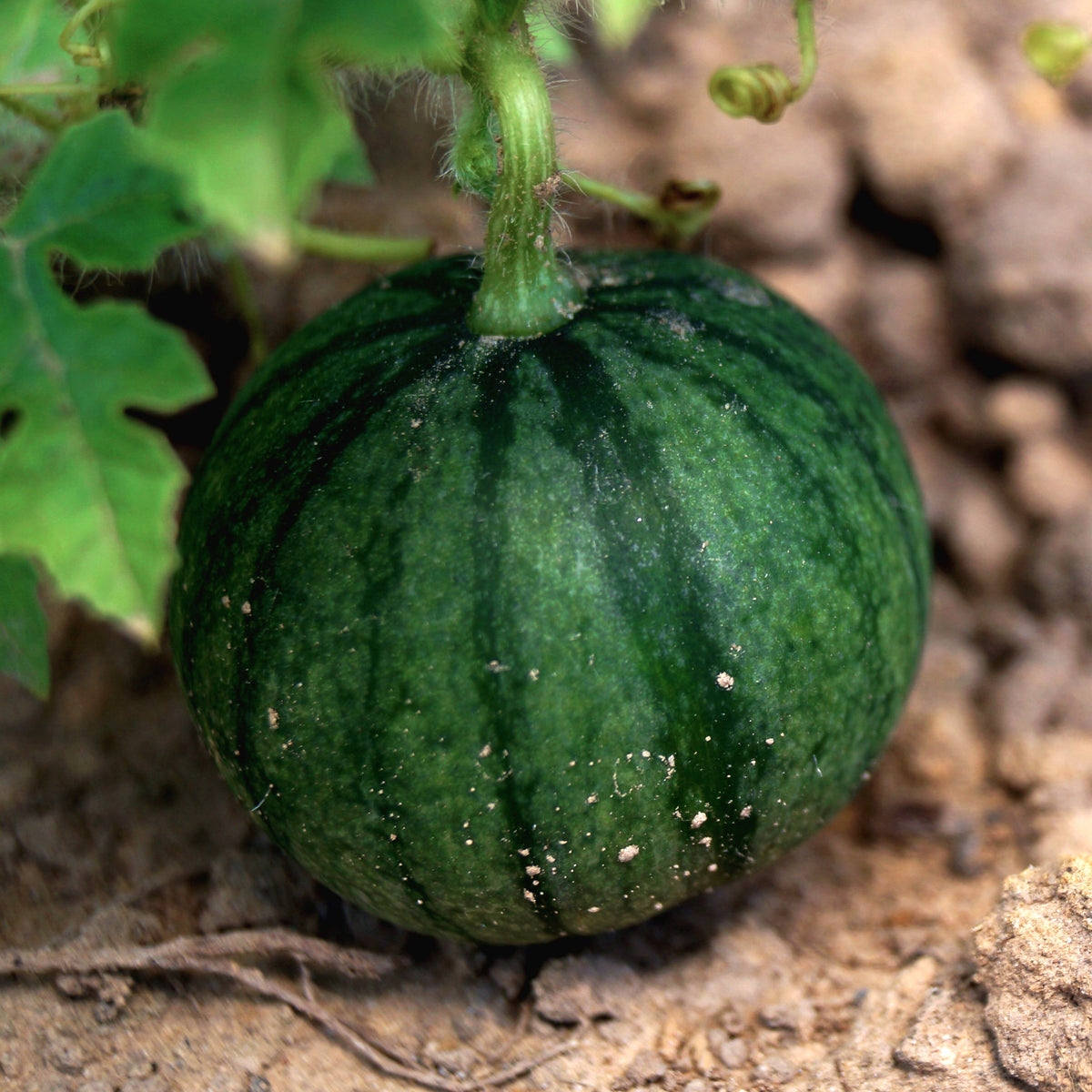 Watermelon 'Sugar Baby'