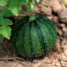 Watermelon 'Sugar Baby'
