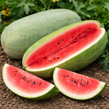 Melon d'eau 'Charleston Gray'