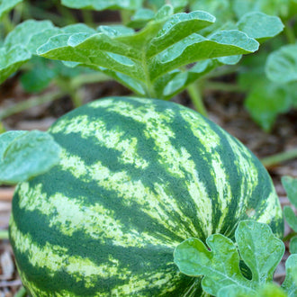 Un melon d’eau rond vert foncé, marqué de bandes vert clair irrégulières, se tient au milieu de feuilles vertes. Sa surface porte des reflets pâles sur le dessus. Quelques feuilles lobées passent devant et autour du fruit, avec des nervures visibles. Le fond montre de la terre brune et d’autres parties de feuillage, dans ce cadrage rapproché.